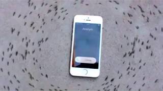 Iphone 6s Ringtone Makes Ants Dance In A Circle To Drake