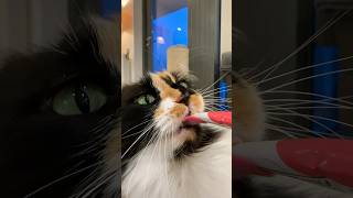 Dramatic Treat Licking 🐱😂 | Sound ON