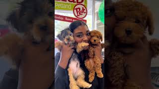 The cutest pups are at Petland! 🥰 #shorts