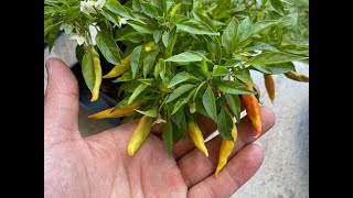 What's That Pepper Ep108 - KS Lingria F4 2020