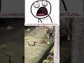 amazing video _ cat and snake