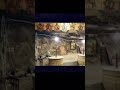 دير درنكة اسيوط السلام ليكى ياام النور