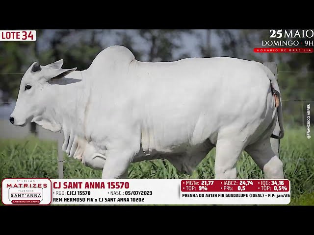 LOTE 34   CJCJ 15570