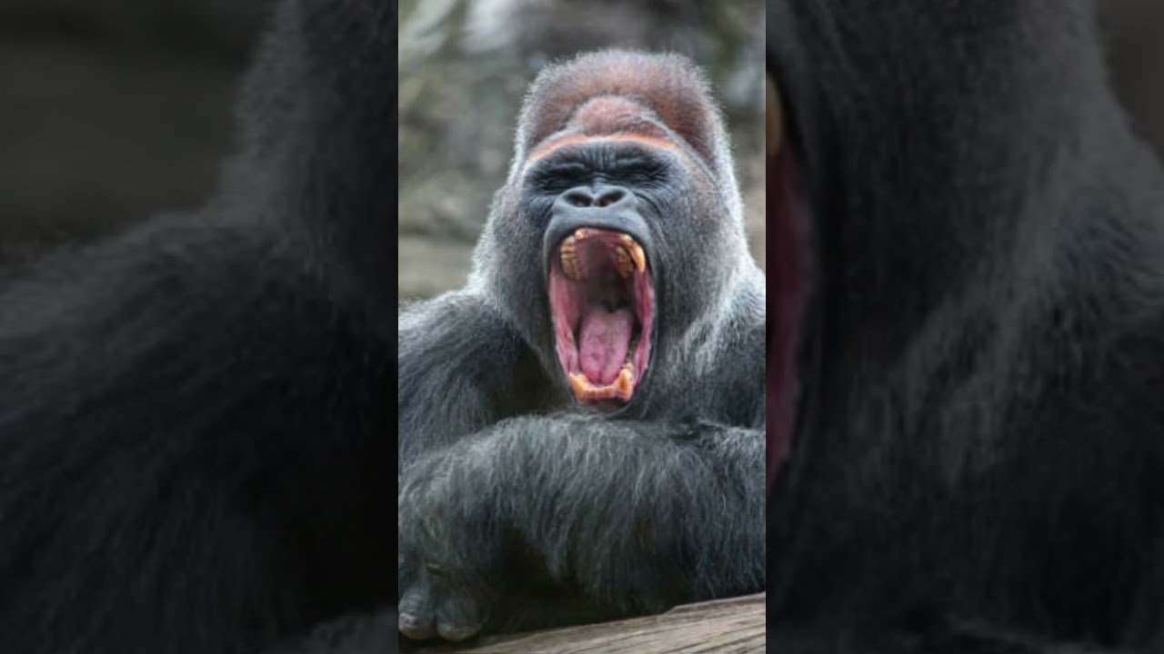 Gorilla vs Kodiak Bear