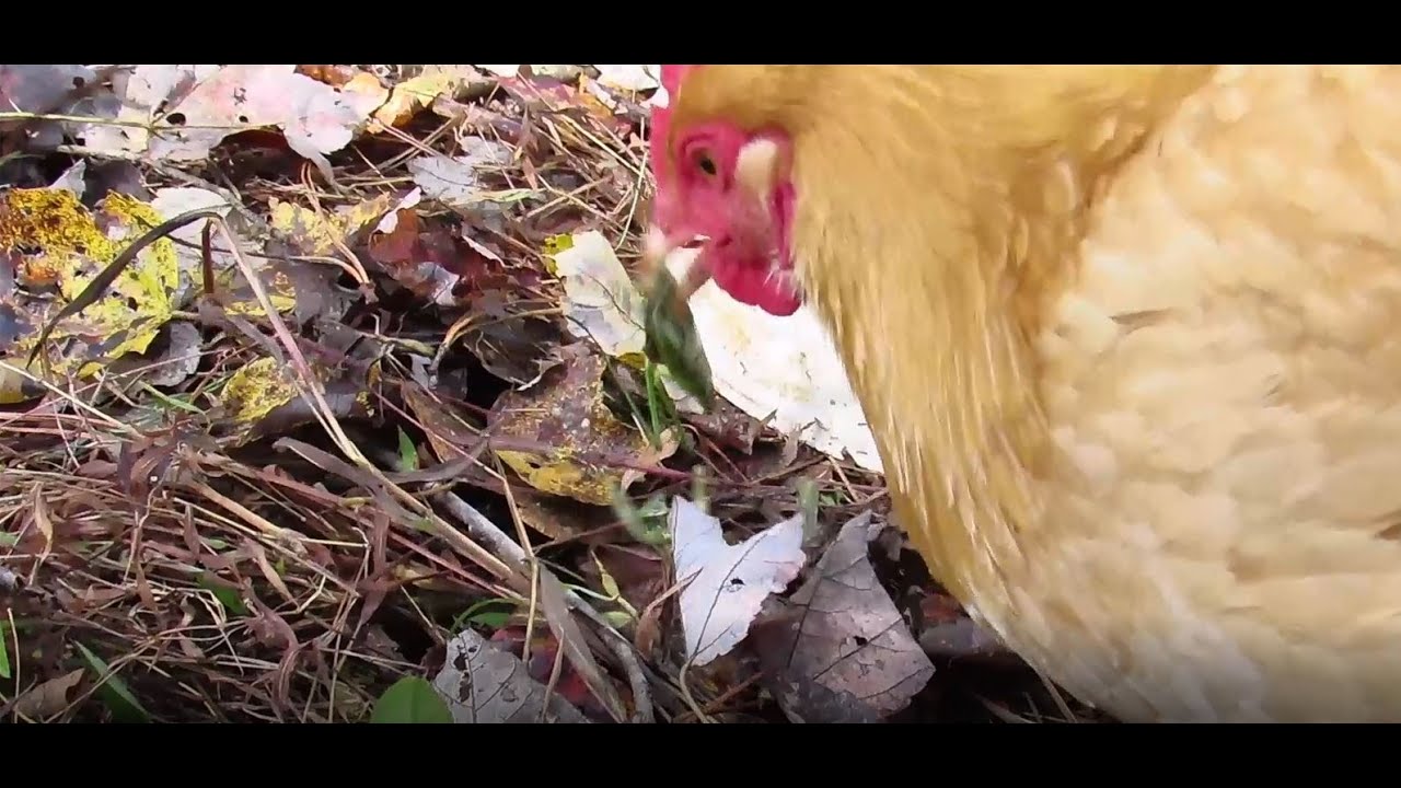 Praying Mantis vs Chicken