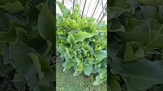 la pulizia e potatura delle piante del giardino