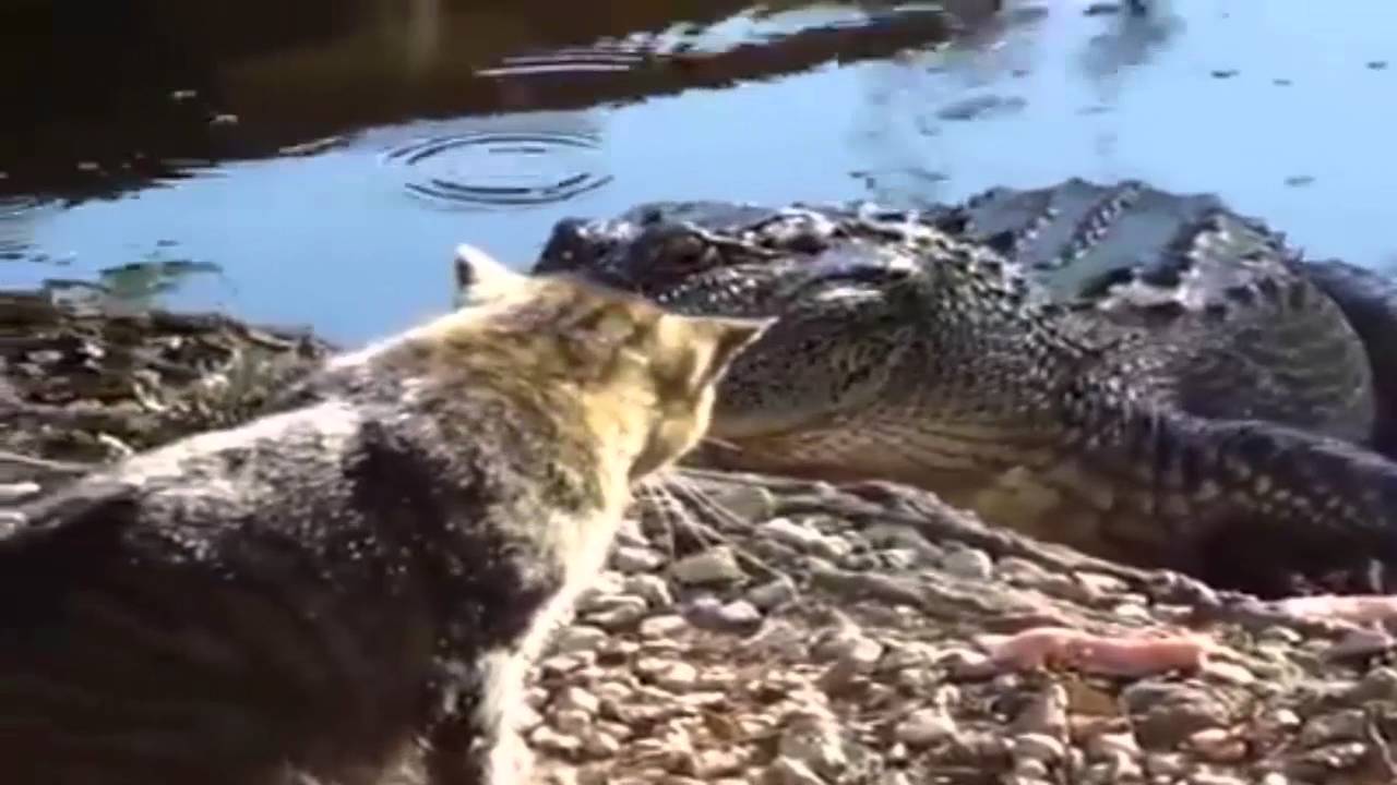 cat In the face of a crocodile new video 2021 YouTube cat In the face of a crocodile new video 2021 YouTube