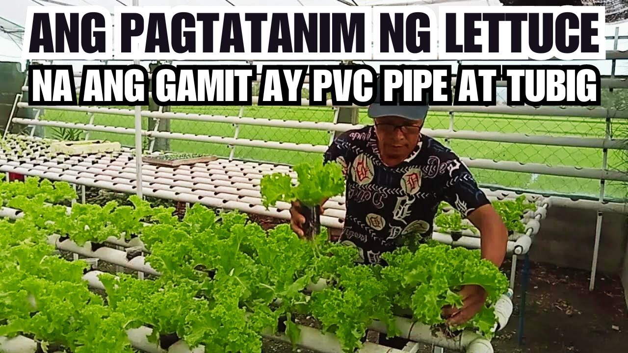 Growing Lettuce in PVC Pipes Using the NFT System Hydroponic Farming at