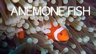 Clown fish's best friend .. Anemone fish.... In Tamil