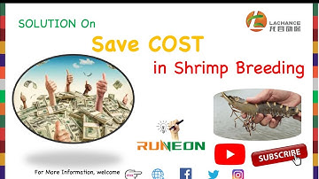 More Shrimp Breeding Profits |  Runeon Replace Cholesterol To Save Feed Cost