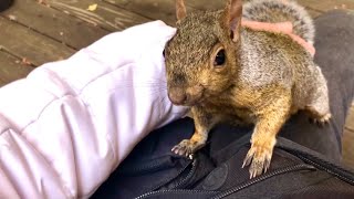 Petting Wild Squirrels in my Lap