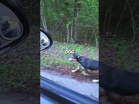 2 dogs abandoned