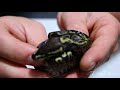 First clutch of 2018 shed out update!!! Wow!! First clutch of 2018 shed out update!!! Wow!!