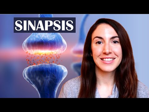 Qué son las sinapsis –  El diccionario del cerebro