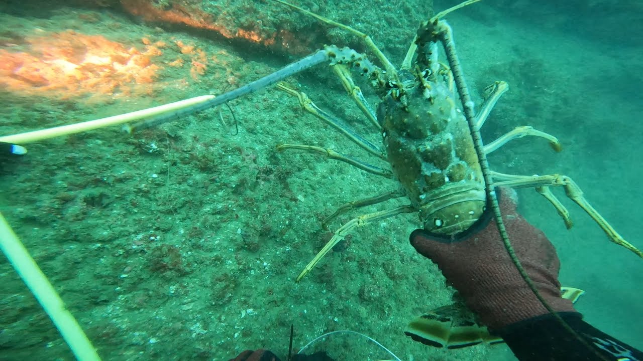 Mini season. Big lobsters - YouTube