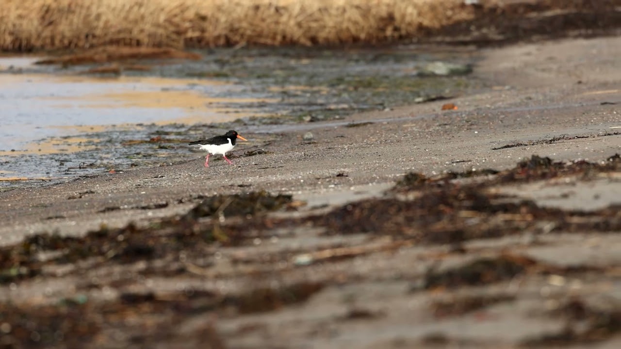 Eurasian Oystercatcher (Strandskata)