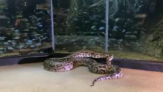 Burmese python goes for a walk