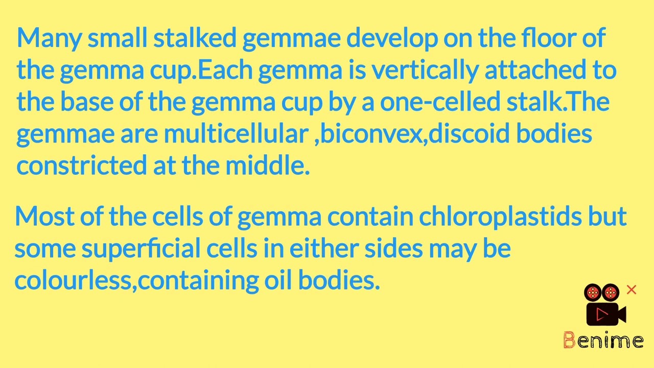short note on Gemma Cup 
