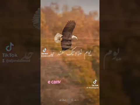 اللى تمنه فلوس رخيص