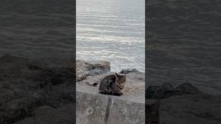 Turkish cat and the Maltepe Sahil view… 😊