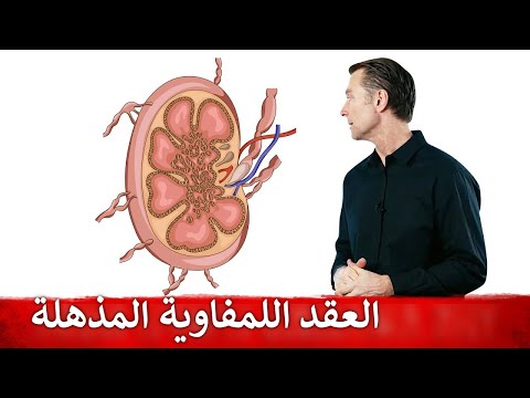 فيديو: أين هي البصيلات اللمفاوية؟