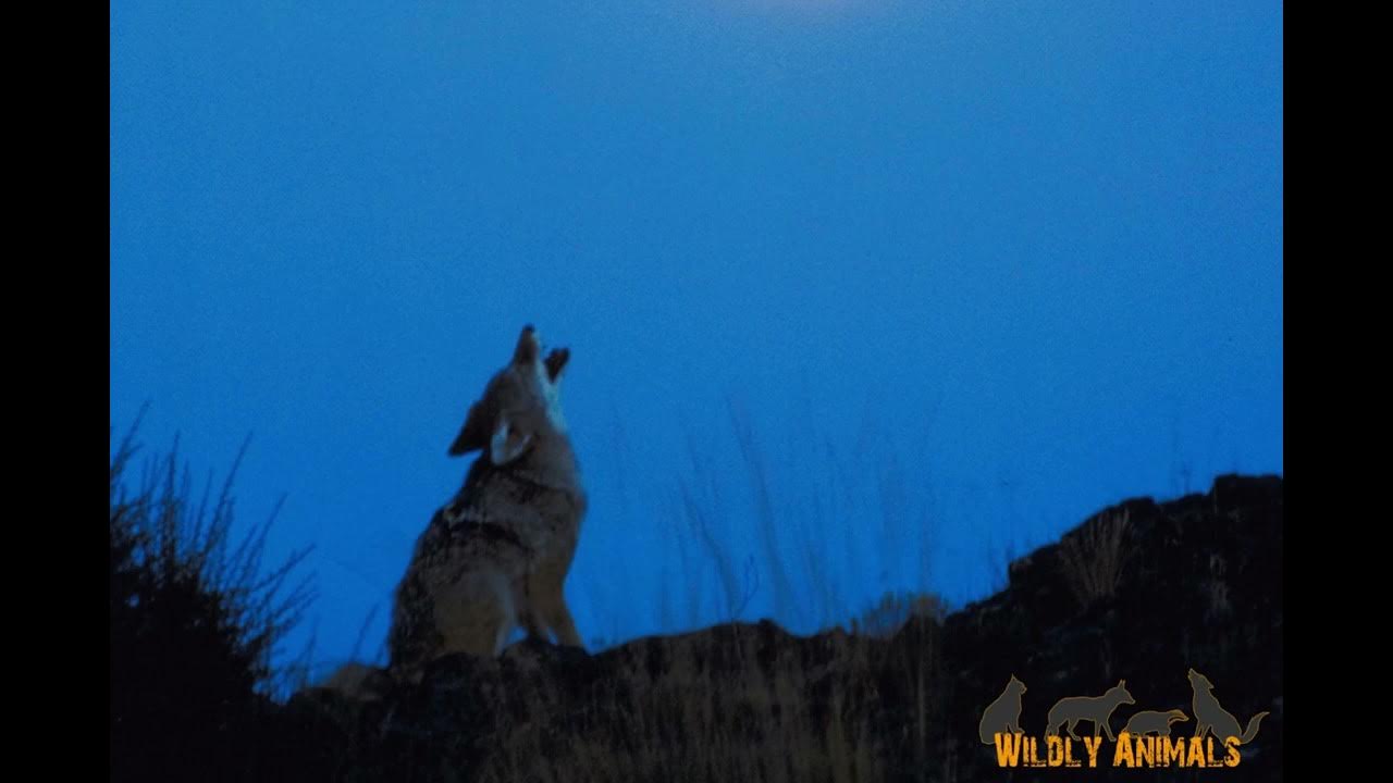 Coyote Bark-Howling: The Sound of the Wild - YouTube