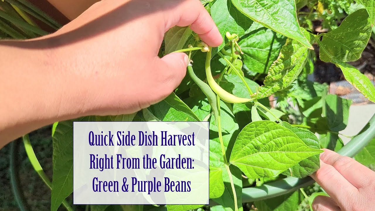 We Needed Something To Go With Dinner So Into The Garden For Some Beans