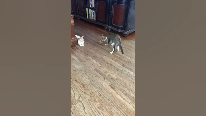 Video 1326961: abyssinian tabby