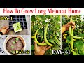 How To Grow Long Melon / Melon ( KAKDI ) in Containers || How to grow Melon at Home