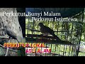 Perkutut Istimewa Yang Manggung Malam Hari ||PERKUTUT LOKAL