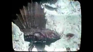 Journey To The Center Of The Earth-1959-Dimetrodon