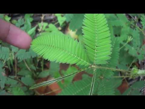 The Makahiya (Shy) Plant