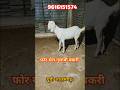 फुल गुलाबी पतिरा नस्ल की बकरी फोर सेल Up Azamgarh #shortvideos#goatfarming#shortsfeed#viral#animals