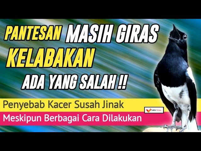 Inilah penyebab KACER Giras terus tidak jinak jinak class=