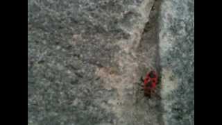 Fire Bug Holy Cow Vaca Domnului Pyrrhocoris Apterus 1