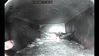 20230602 2100 Box A 2nd swift in out and back in