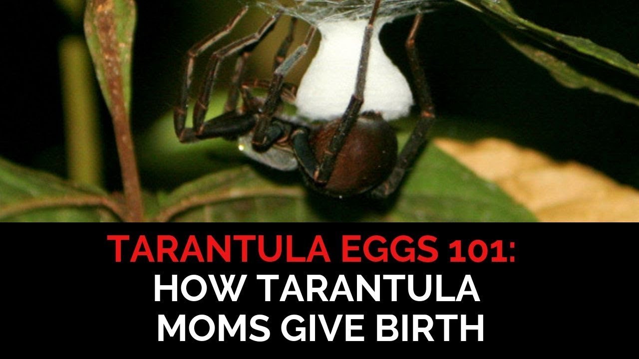 Tarantula Eggs 101 How Tarantula Moms Give Birth YouTube