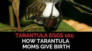 Tarantula Eggs 101 How Tarantula Moms Give Birth