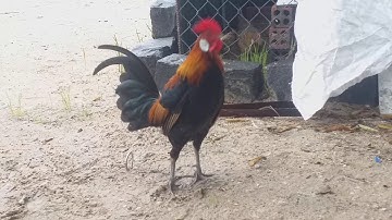 Bán gà mồi.... f3 siêu mini 7 lạng. gáy giọng đồng pha rớt  ờ. gà đã bán rùi nha ae..