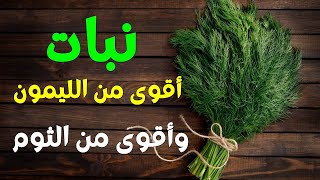 نبات أقوى من الليمون وأقوى من الثوم! سوف تندهش من فوائده