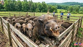 I Can't Let Them Get Away - Trap Wild Boars Invading a Farm in Texas