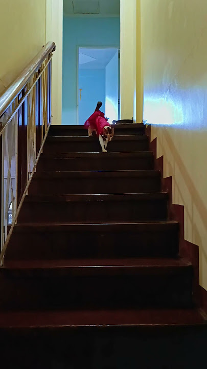 model yarn ming HAHAHAH #shortsfeed #shortsviral #cat