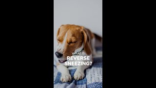 What is Reverse Sneezing?