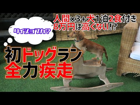 【50歳過ぎて犬を飼う】全力疾走！人生初のドッグラン。でもお調子にのるとデンジャラス？屋内ドッグランもある充実設備の”ホテル四季の蔵”（episode4）