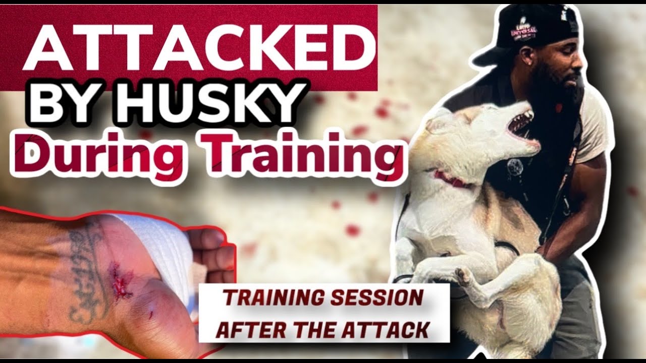 Dog BITES During Training EXTREME Leash Reactivity