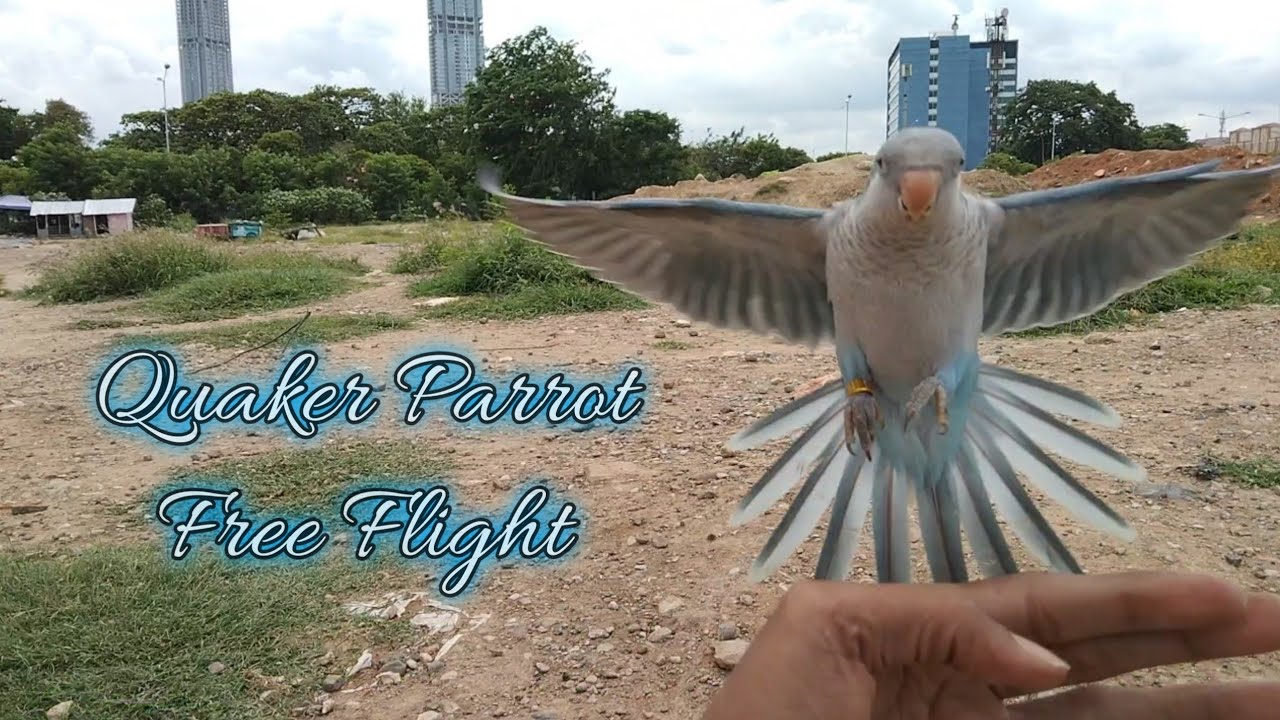 Quaker Parrot Flight Recall Training / Monk Parakeet Free Flying