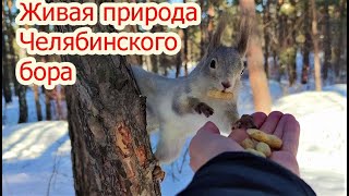 Челябинск живая природа Южного Урала 12 03 2022г