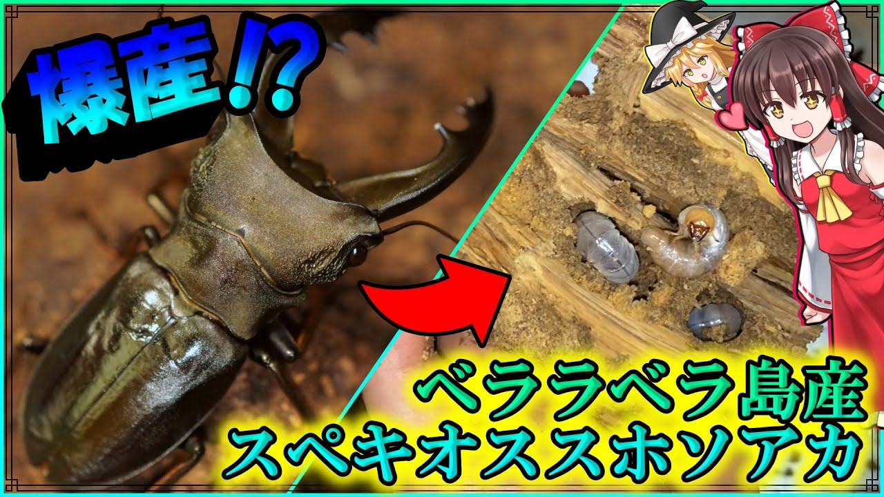 ベララベラ島産スペキオススホソアカの割り出し！音沙汰のなかった産卵