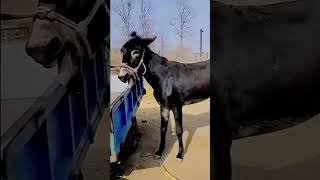 [Donkey meeting system 🎛️🐴]#thar #animals Eeyore lovers club 💞