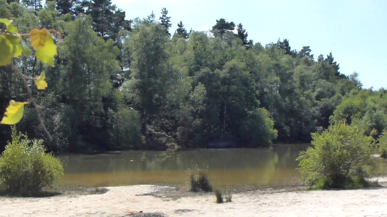Himalayan birch -  Betula utilis - Snæbjörk  - Birkiskógur - Skógartré - Birkitré